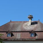 Bauwerk   Haus   Tier   Vogel   Storch   
