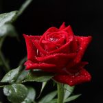 Pflanze   Blume   Rose   