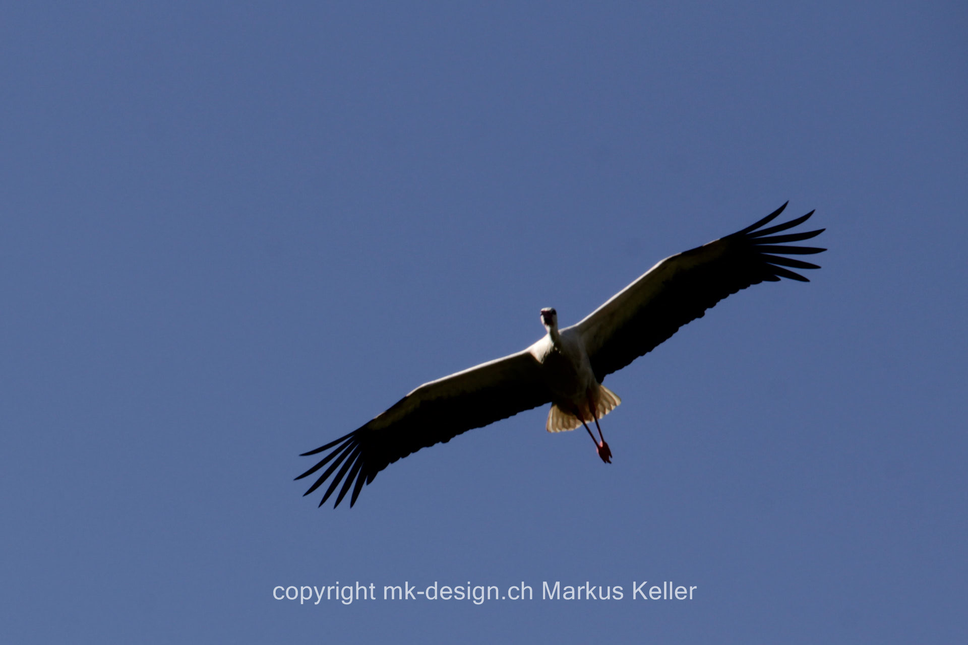 Tier   Vogel   Storch   
