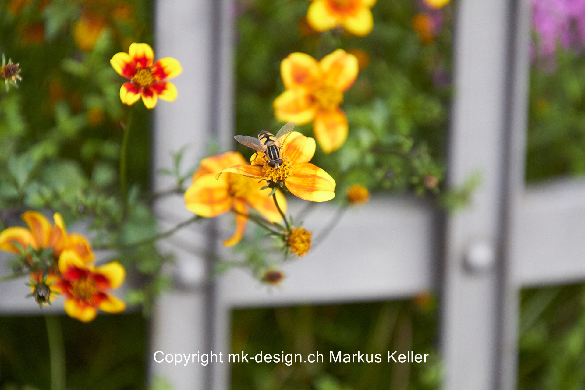 Pflanze   Blume   Tier   Insekte   Wespe   Garten-Dahlie   