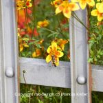 Pflanze   Blume   Tier   Insekte   Wespe   Garten-Dahlie   