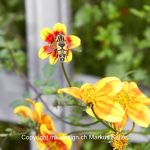 Tier   Insekte   Wespe   Pflanze   Blume   Garten-Dahlie   