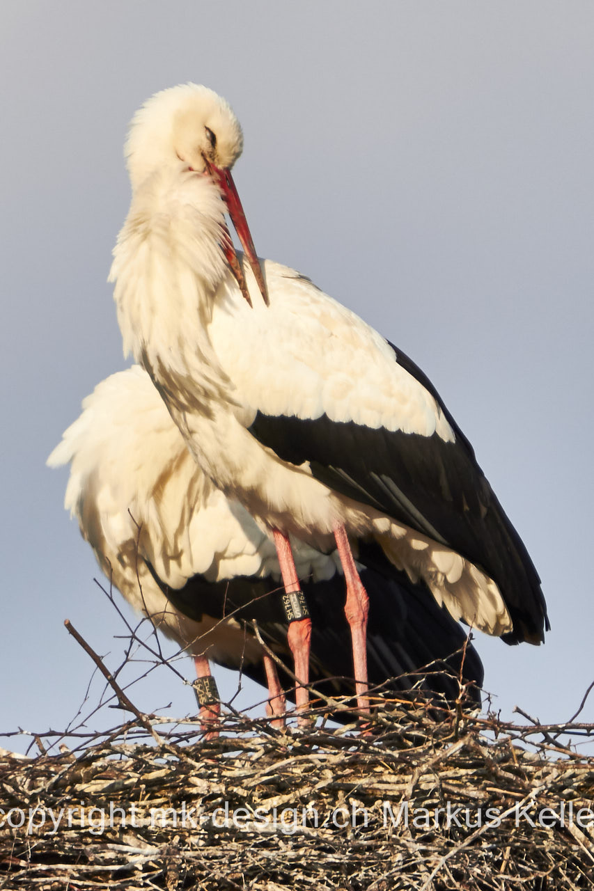 Tier   Vogel   Storch   