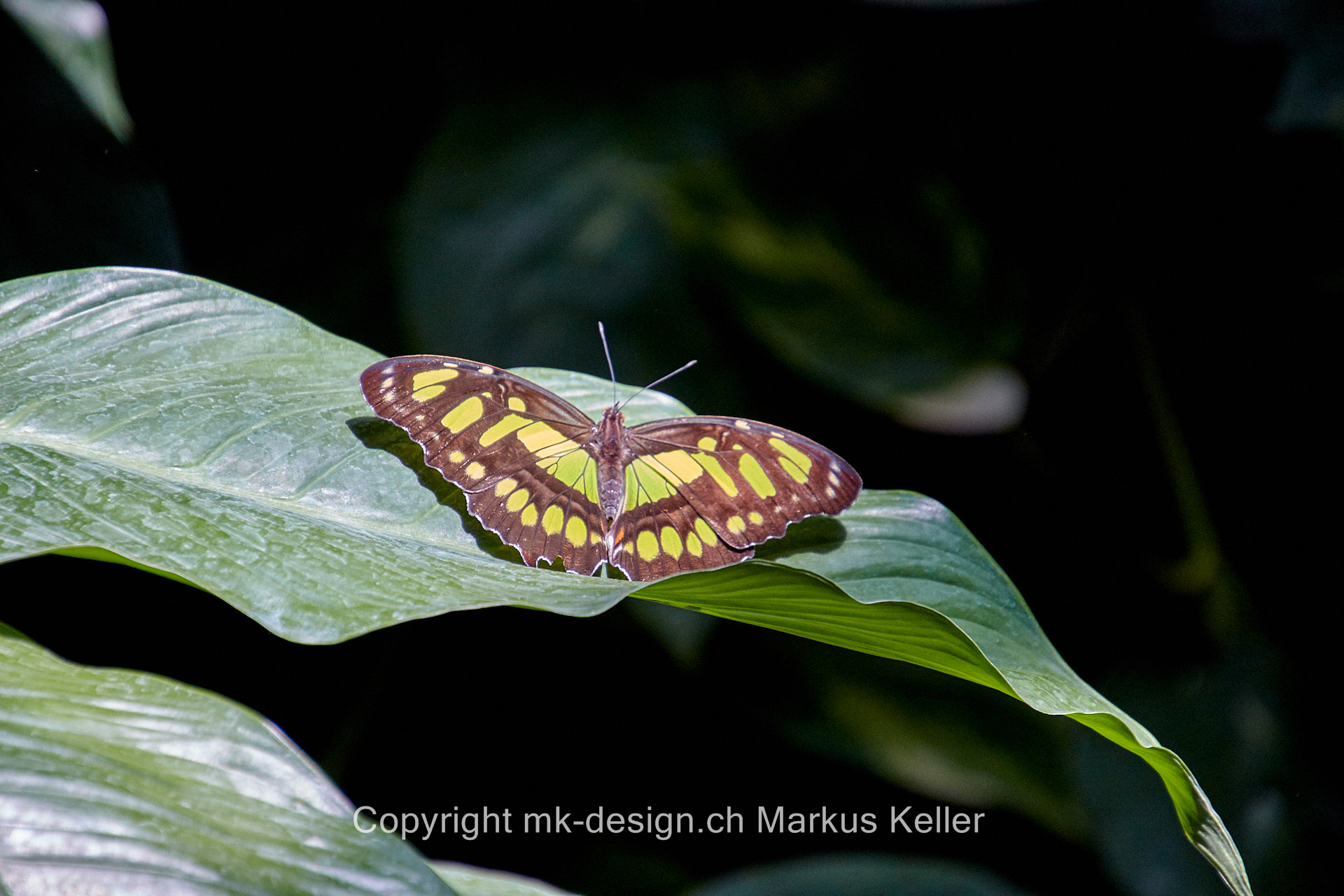 Tier   Insekte   Schmetterling   Malachitfalter   