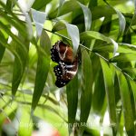 Tier   Insekte   Schmetterling   