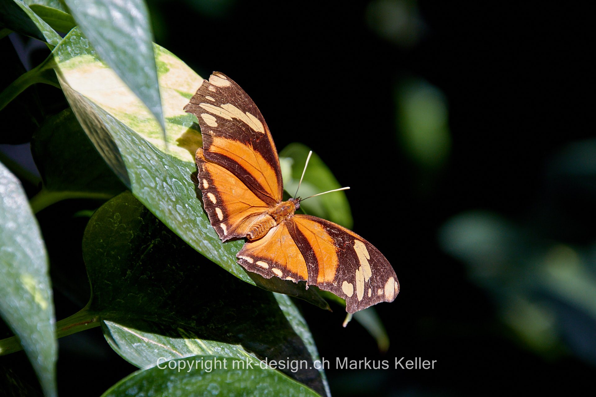 Tier   Insekte   Schmetterling   Anaea fabius   