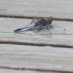 Tier   Insekte   Libelle   Blaupfeil   
