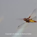 Tier   Insekte   Libelle   Plattbauchlibelle   