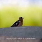 Tier   Vogel   Buchfink   