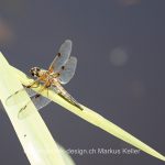 Tier   Insekte   Libelle   Vierflecklibelle   