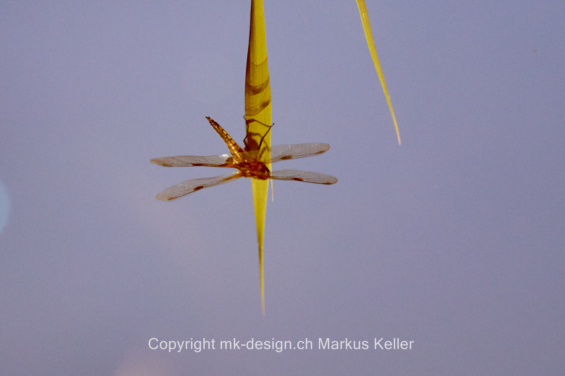 Tier   Insekte   Libelle   Vierflecklibelle   