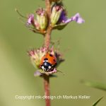 Tier   Insekte   Käfer   Marienkäfer   