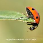 Tier   Insekte   Käfer   Marienkäfer   
