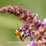 Tier   Insekte   Biene   Wildbiene   