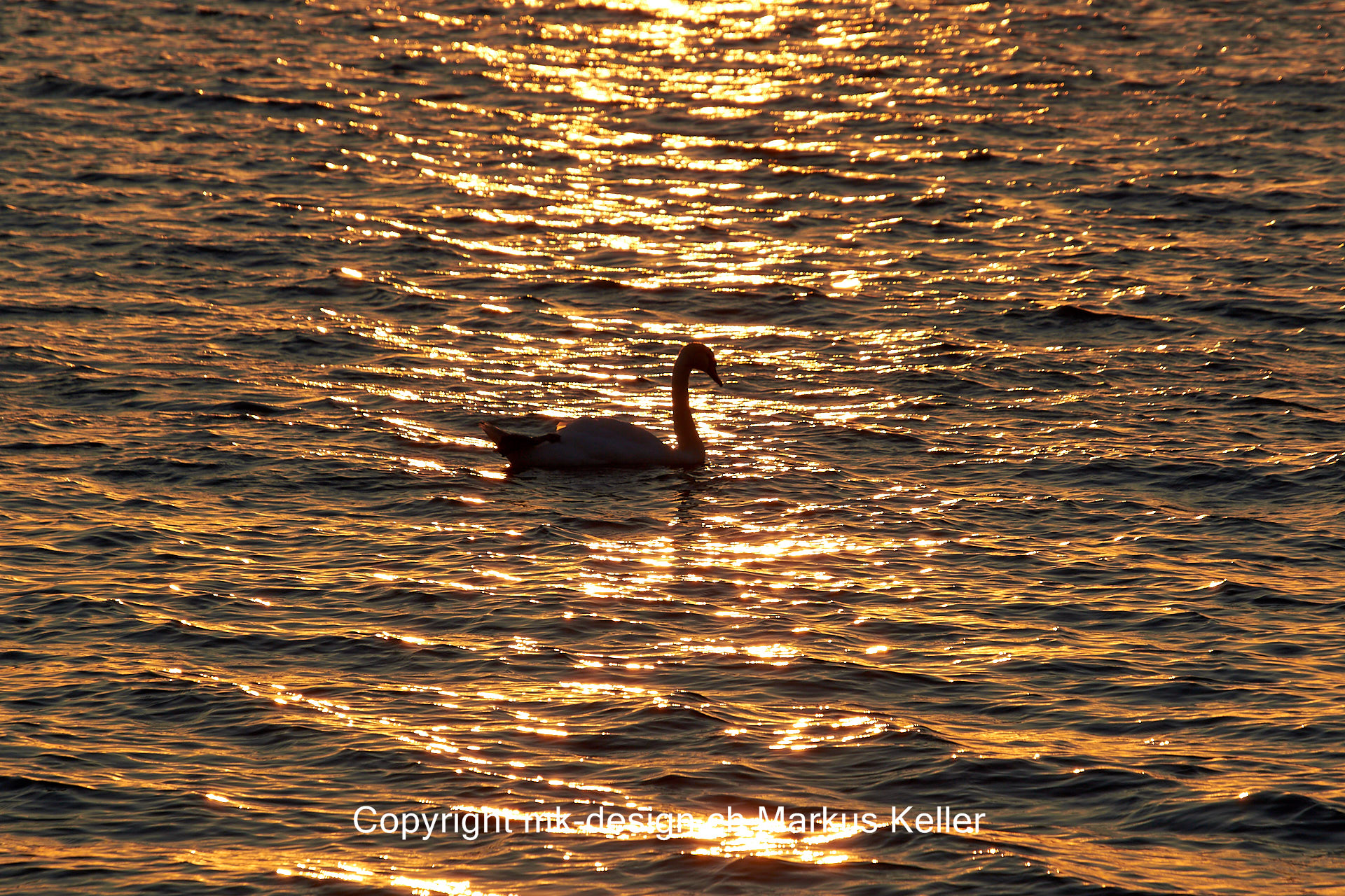 Sonne   Sonnenuntergang   See   Bodensee   Tier   Vogel   Schwan   