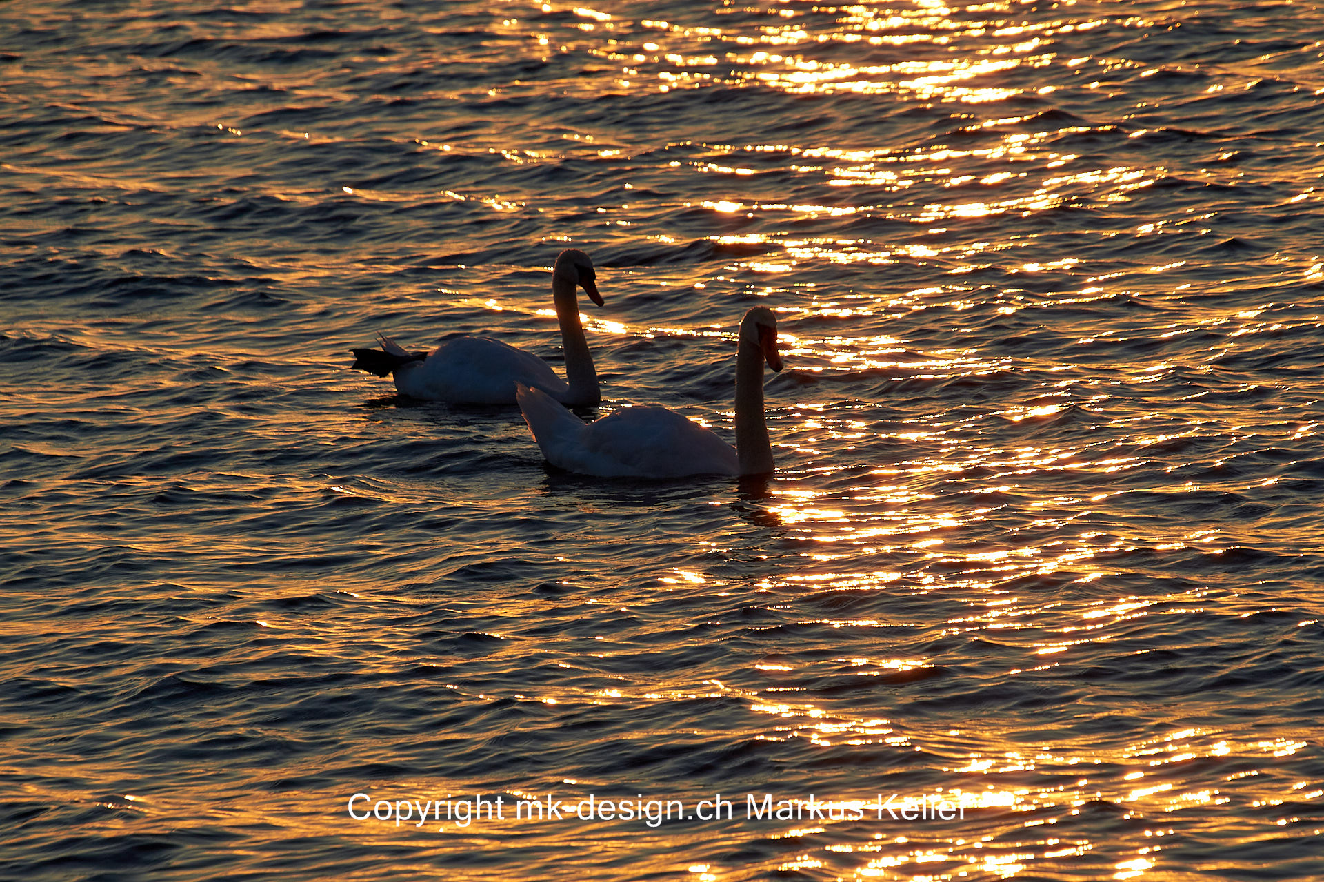 Sonne   Sonnenuntergang   See   Bodensee   Tier   Vogel   Schwan   