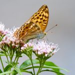 Tier   Insekte   Schmetterling   Kaisermantel   