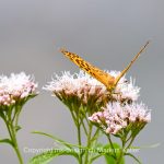 Tier   Insekte   Schmetterling   Kaisermantel   