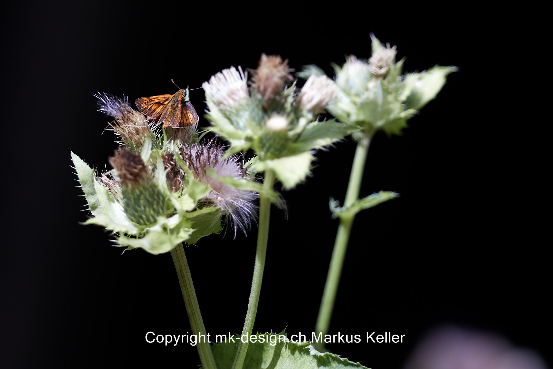 Tier   Insekte   Schmetterling   Rostfarbiger Dickkopffalter   