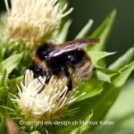 Tier   Insekte   Biene   Grosse Erdhummel   