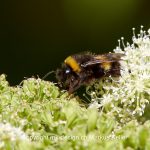 Tier   Insekte   Biene   Grosse Erdhummel   