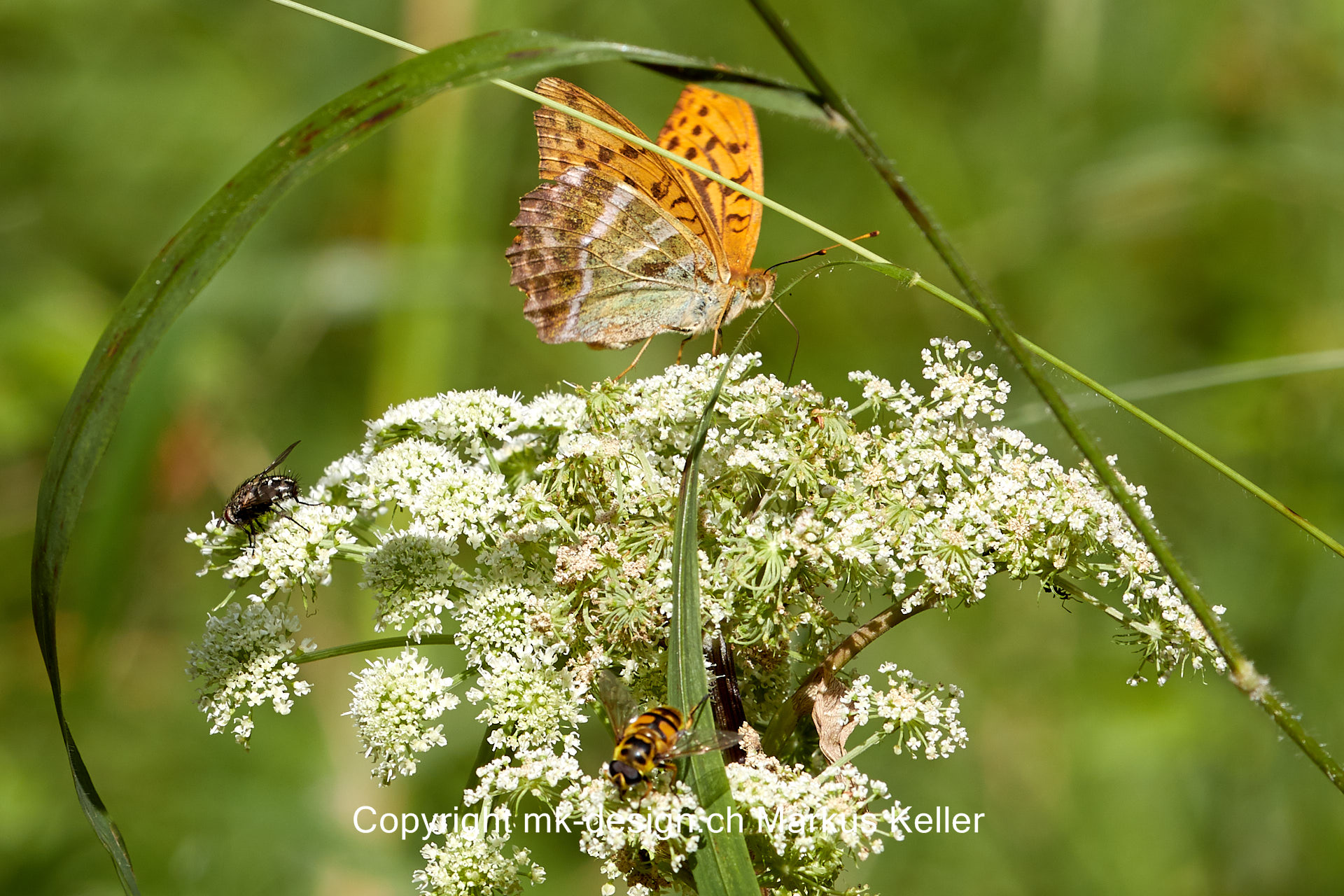 Tier   Insekte   Schmetterling   Kaisermantel   Wespe   Fliege   