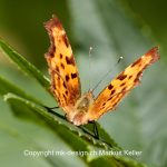 Tier   Insekte   Schmetterling   C-Falter   