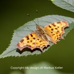 Tier   Insekte   Schmetterling   C-Falter   