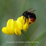 Tier   Insekte   Biene   Wildbiene   Gehörnte Mauerbiene   