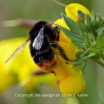 Tier   Insekte   Biene   Wildbiene   Gehörnte Mauerbiene   