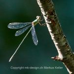 Tier   Insekte   Libelle   Gemeine Binsenjungfer   