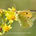 Tier   Insekte   Schmetterling   Postillion   