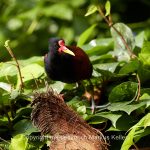 Tier   Vogel   Rotstrin-Blatthühnchen   