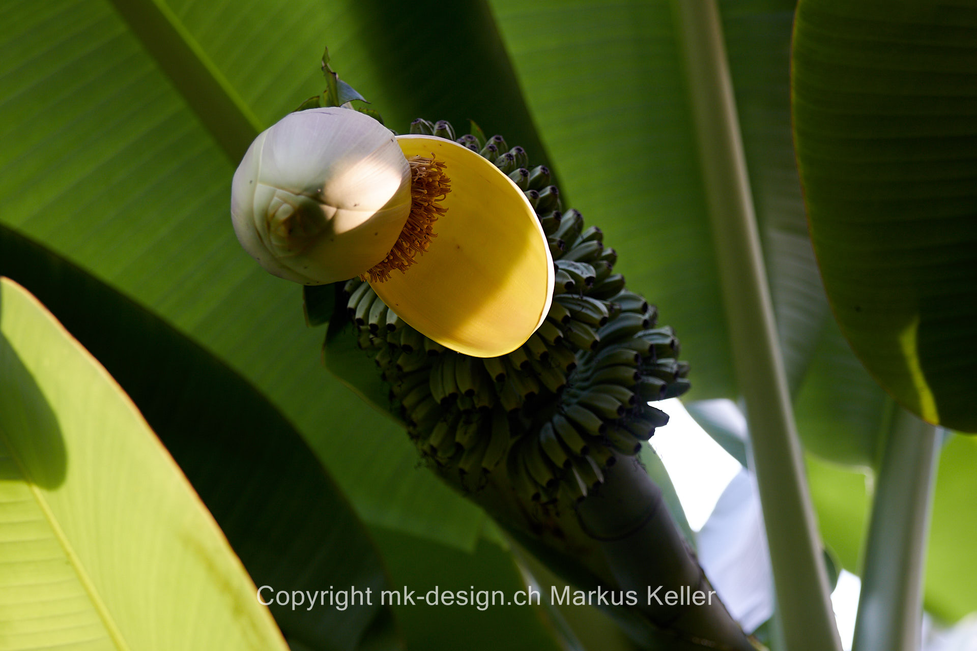 Pflanze   Banane   