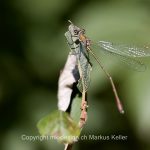 Tier   Insekte   Libelle   _Bin   Weidenjungfer   