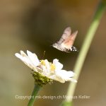 Tier   Insekte   Schmetterling   Taubenschwänzchen   Pflanze   Blume   Zinnie   