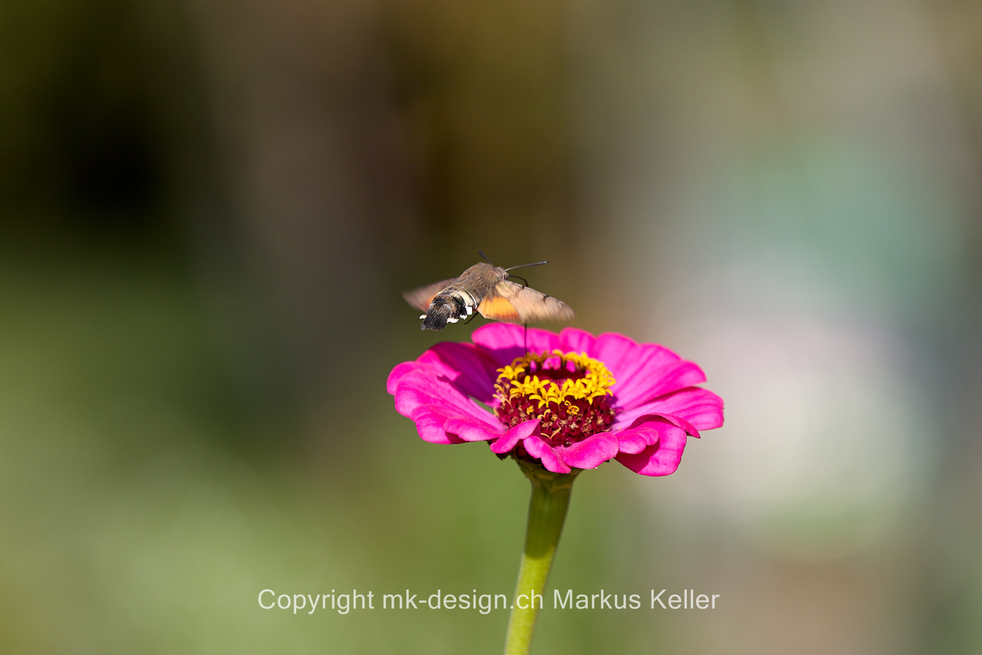 Tier   Insekte   Schmetterling   Taubenschwänzchen   Pflanze   Blume   Zinnie   