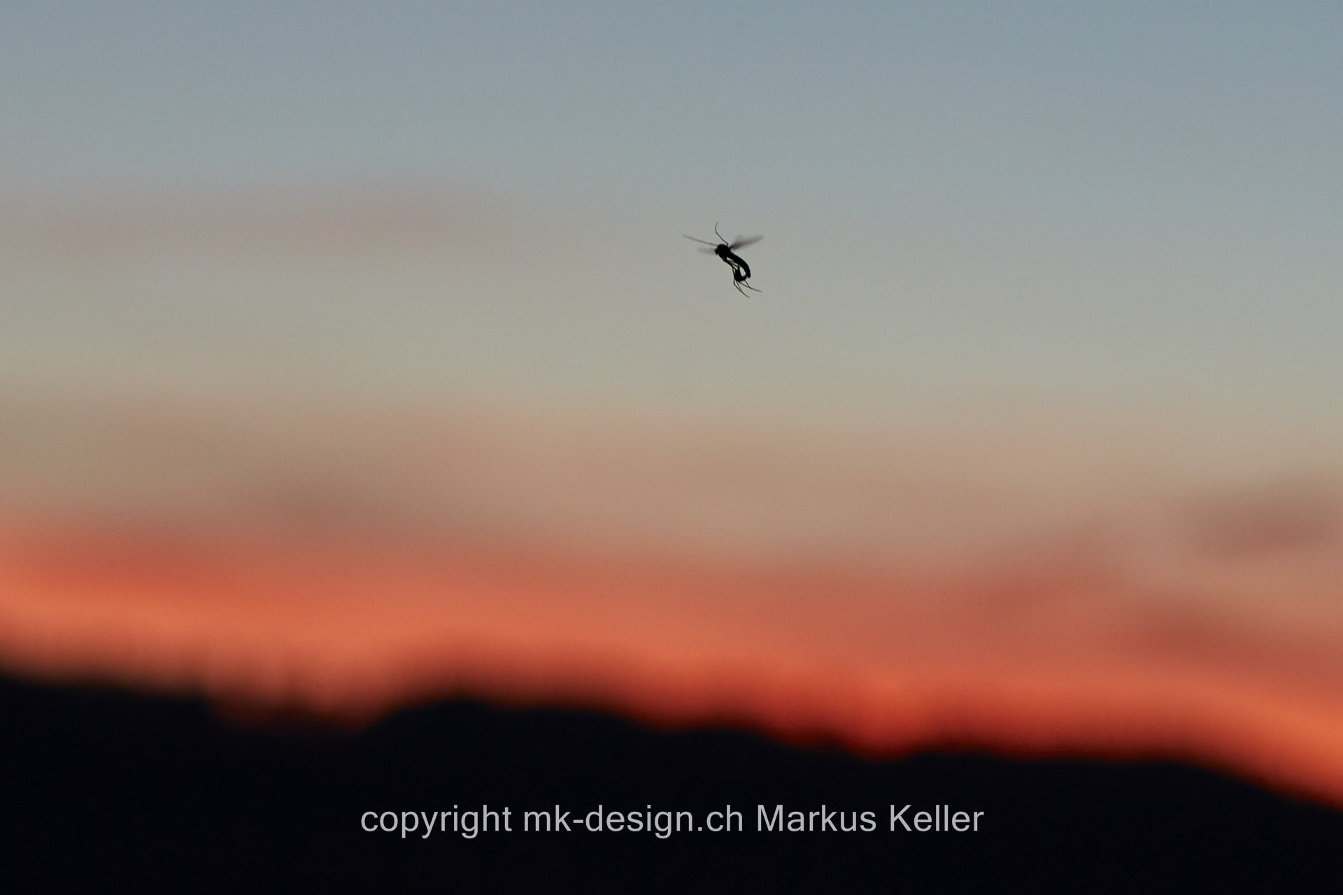 Sonne   Sonnenuntergang   See   Greifensee   Tier   Insekte   Mücke   