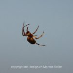 Tier   Spinne   Kreuzspinne   