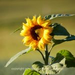 Pflanze   Blume   Sonnenblume   