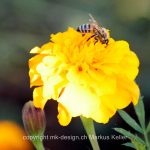 Tier   Insekte   Biene   Pflanze   Blume   Tagetes   