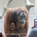 Tier   Affe   Orangutan   
