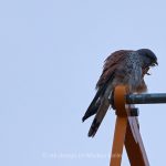 Tier   Vogel   Falke   Turmfalke   