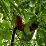 Tier   Lemur   Roter Vari   