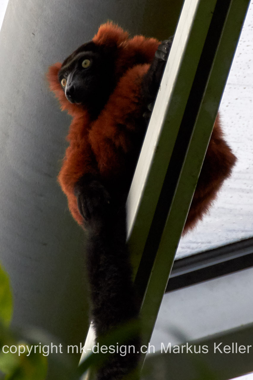 Tier   Lemur   Roter Vari   