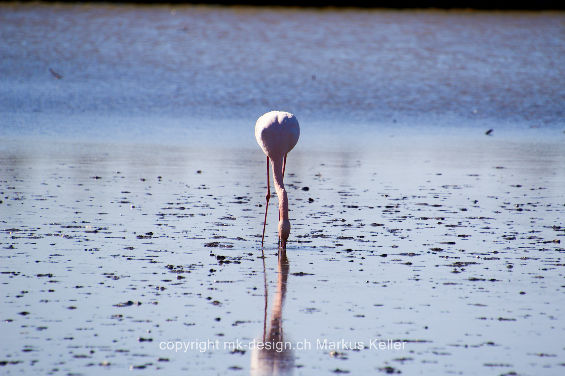 Tier   Vogel   Flamingo   