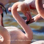 Tier   Vogel   Flamingo   