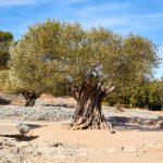 Pflanze   Baum   Olive   