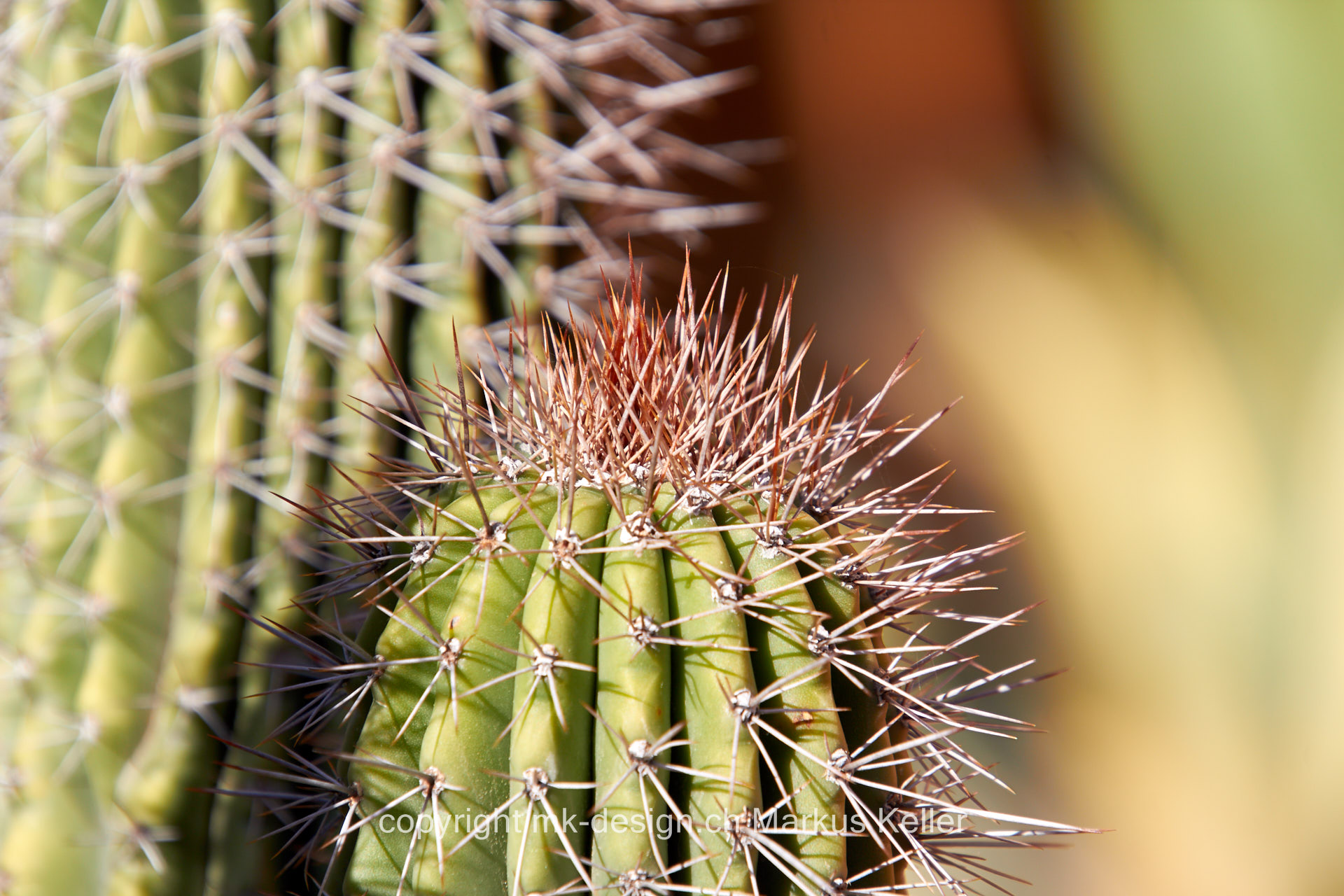 Pflanze   Kaktus   