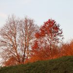 Herbst   Pflanze   Baum   